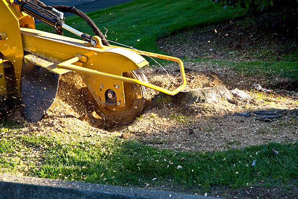 Best Tree Removal Near Me  in Three Lakes, WA